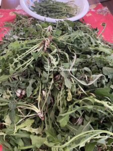 Cicorielle selvatiche "Ammolicate" Ricetta Calabrese di mia Nonna Nunziatina