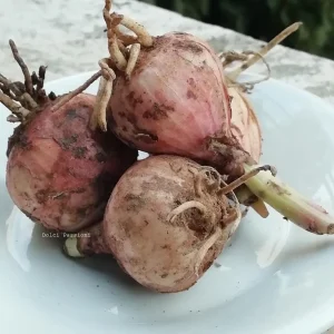 Agnello alla Murgiana – la Ricetta originale della Famiglia Palasciano