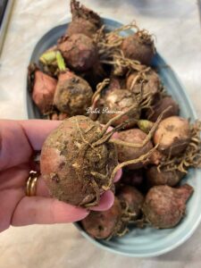 Lampascioni fritti alla Pugliese: Il sapore autentico della tradizione contadina