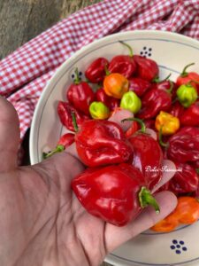 "Habanero" Sott’olio con Aglio e Prezzemolo: il Piccante che conquista tutti